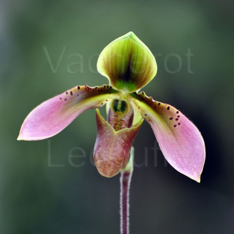 Paphiopedilum appletonianum var. hainanense