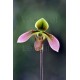 Paphiopedilum appletonianum var. hainanense