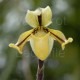 Paphiopedilum druryi