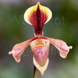 Paphiopedilum villosum var. annamense