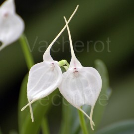 Masdevallia tovarensis