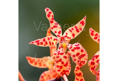 Renanthera monachica