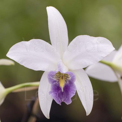 Laelia anceps var. veitchiana