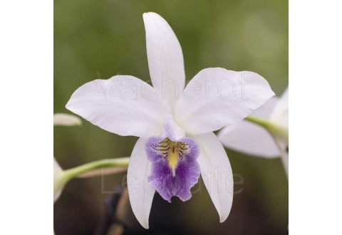 Laelia anceps var. veitchiana