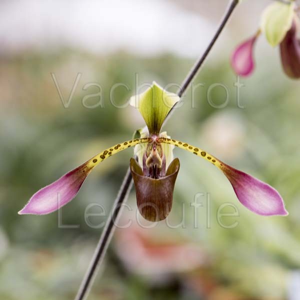 Paphiopedilum lowii