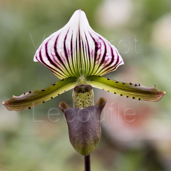 Paphiopedilum lawrenceanum