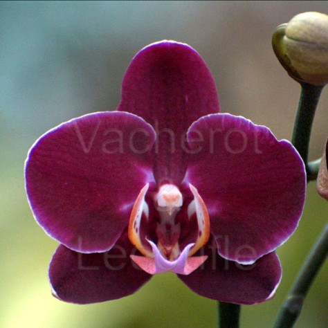 Phalaenopsis Elegant Deborah