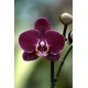 Phalaenopsis Elegant Deborah