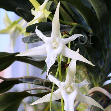 Angraecum sesquipedale