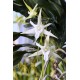 Angraecum sesquipedale