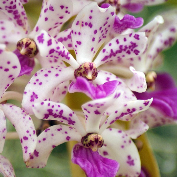 Rhynchostylis gigantea