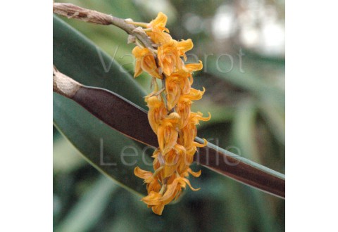 Bulbophyllum orientale (elassonotum var. dark)