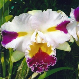 Cattleya Patchara Fancy (Blc.)