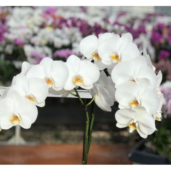 Phalaenopsis blanc a grands fleurs 