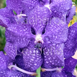 Vanda Princess Mikasa