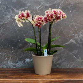 Cache Pot - Spécial Orchidées - Orchidees vacherot