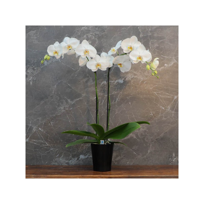 Cache-pot uni pour orchidées en pot de 12 cm
