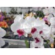 Phalaenopsis Red Eye