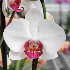 Phalaenopsis Red Eye