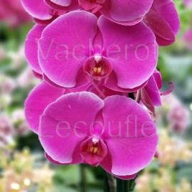 Phalaenopsis African Queen