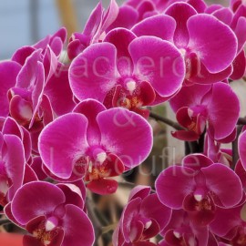 Phalaenopsis Morelia double plante