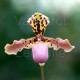 Paphiopedilum henryanum