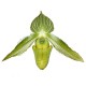 Paphiopedilum wardii var. aureum