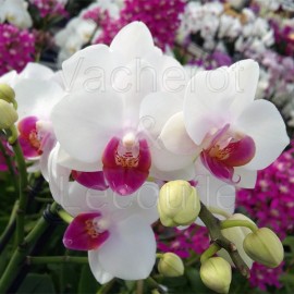 Phalaenopsis Lovette