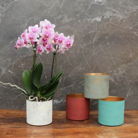 REMIAWY Lot de 8 pots à orchidées avec trous et soucoupes, pots d'orchidées  transparents de 14 cm pour rempotage, pot de fleurs en plastique pour
