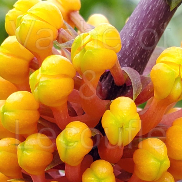 Robiquetia cerina jaune