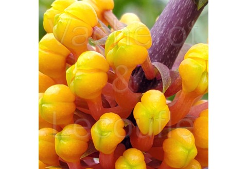 Robiquetia cerina jaune