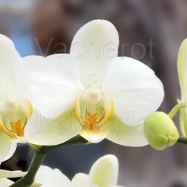 Phalaenopsis Lausanne double plante