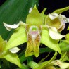 Dendrobium macrophyllum/gordonii