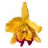 Cattleya Shinfong Gold Gem  (Blc.)