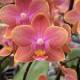 Phalaenopsis Aroma 'Tamanu'