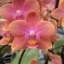 Phalaenopsis Aroma 'Tamanu'