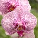 16 novembre 2024 - 10h30 Cours "La culture du phalaenopsis"