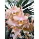 Phalaenopsis Aroma