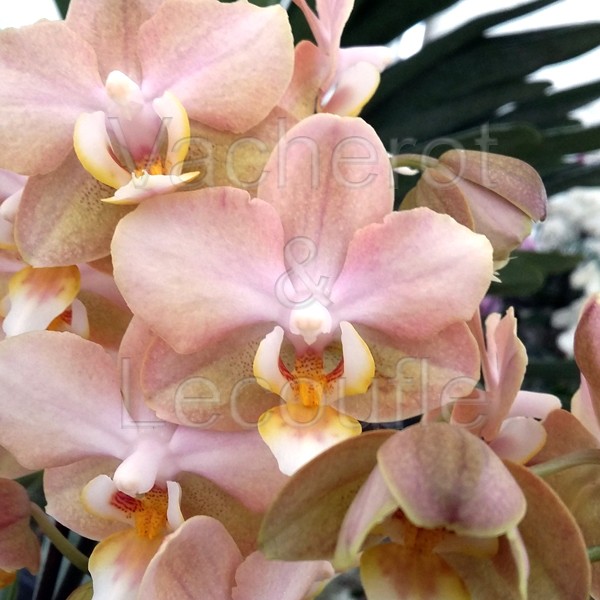 Phalaenopsis Aroma