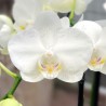 Phalaenopsis amabilis