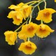 Dendrobium chrysotoxum