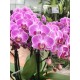 Phalaenopsis Vienne