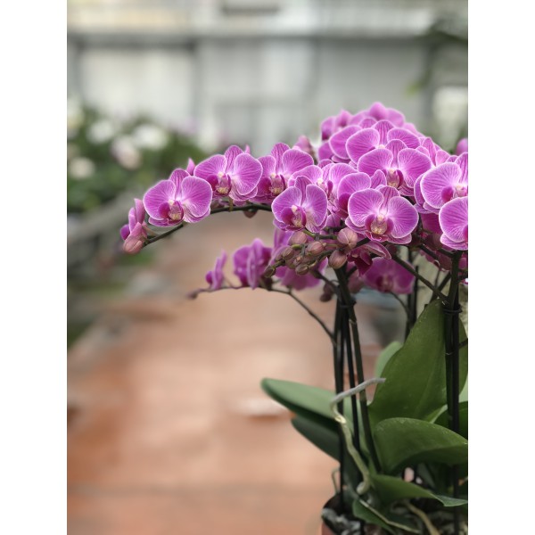 Phalaenopsis Vienne