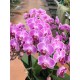 Phalaenopsis Vienne