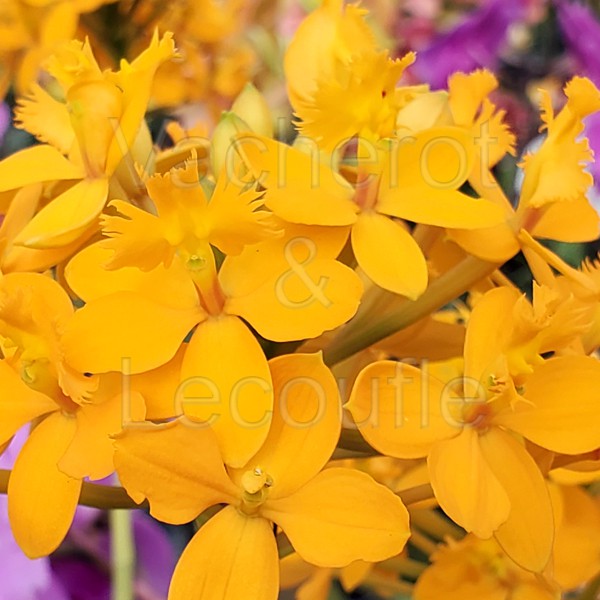 Epidendrum Ballerina 'Tangerine'