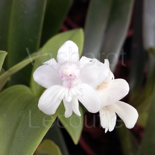 Orchidée Dendrobium blanche - Plante - Plus de Fleurs