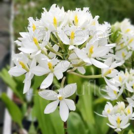 Epidendrum Ballerina 'Snow Ball'