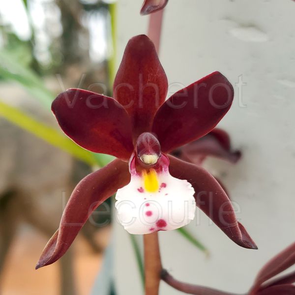 Cymbidium atropurpureum