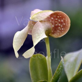 Bulbophyllum grandiflorum