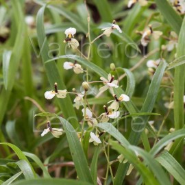 Ornithophora radicans (Sigmatostalix radicans)